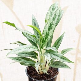 Aglaonema Greyhound (pot)