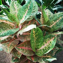 Aglaonema Harlequin (Single plant)