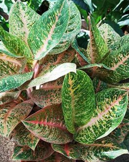 Aglaonema Harlequin (Single plant)