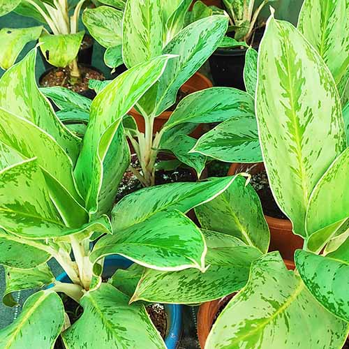 Aglaonema Ice - Image 2