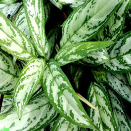 Aglaonema Silver Queen