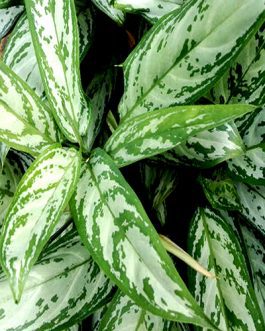 Aglaonema Silver Queen