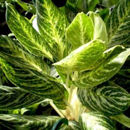 Aglaonema White Lightning