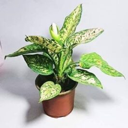 Aglaonema Snow White (large plant)