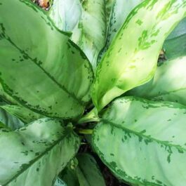 Aglaonema BJ Freeman (Single plant)