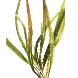 Cryptocoryne Retrospiralis (single plant)