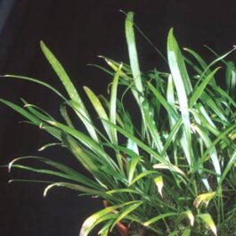 Cryptocoryne Retrospiralis (single plant)