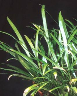 Cryptocoryne Retrospiralis (single plant)