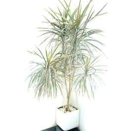 Dracaena Marginata White/ Madagascar Dragon Tree (Single plant)