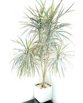 Dracaena Marginata White/ Madagascar Dragon Tree (Single plant)