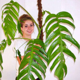 Monstera pinnatum/ Epipremnum pinnatum/ Dragon tail monstera (single plant)