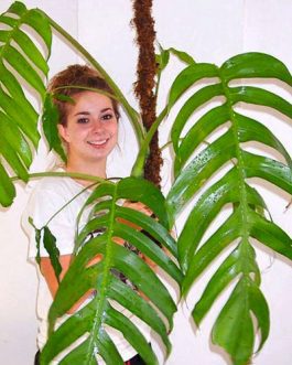 Monstera pinnatum/ Epipremnum pinnatum/ Dragon tail monstera (single plant)