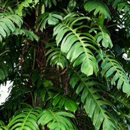 Monstera pinnatum/ Epipremnum pinnatum/ Dragon tail monstera (single plant)