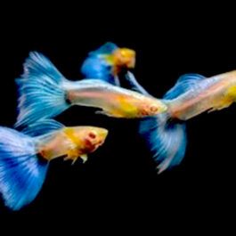 Topaz blue guppy pair