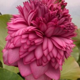 Ultimate Thousand Petal Sahasradhalam Tuber/ Nelumbo Nucifera (UTP)