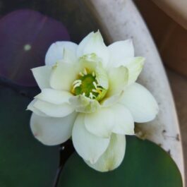 Bowl lotus combo (white puff,New star ,liangli) 3 Tubers