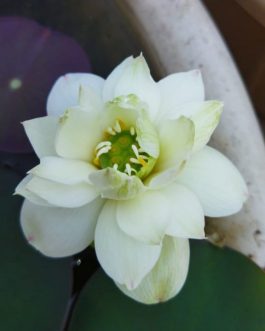 Bowl lotus combo (white puff,New star ,liangli) 3 Tubers