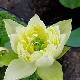 Lady Bingly, Yellow Peony, Foreigner Lotus Combo (3 Tubers)