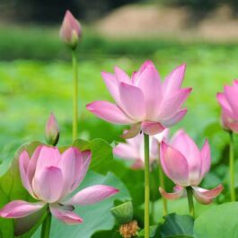 Pink Lotus/ Nelumbo Nucifera (plant)