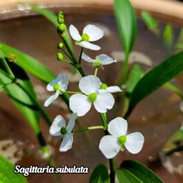 Flowering Sagittaria plant Combo ( Subulata, Mondivides, Japonica, Latifolia Alba)