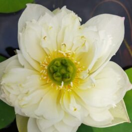 Ameri Peony, Peony Fairy and Thai Hu Love deeps Lotus Tuber Combo ( 3 tubers)