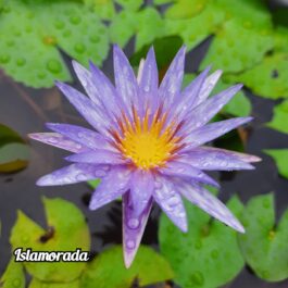 Nymphiya Islamoda, Peach Blow and White Colorata Waterlily Combo (3 plants)
