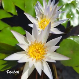 Nymphiya Key Largo, Tina and Douben Waterlily Combo ( Bowl variety lilies)