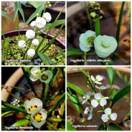 Flowering Sagittaria plant Combo ( Subulata, Mondivides, Japonica, Latifolia Alba)