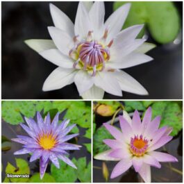 Nymphiya Islamoda, Peach Blow and White Colorata Waterlily Combo (3 plants)