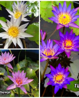 Nymphiya Key Largo, Tina and Douben Waterlily Combo ( Bowl variety lilies)