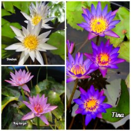Nymphiya Key Largo, Tina and Douben Waterlily Combo ( Bowl variety lilies)