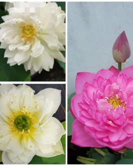 Ameri Peony, Peony Fairy and Thai Hu Love deeps Lotus Tuber Combo ( 3 tubers)
