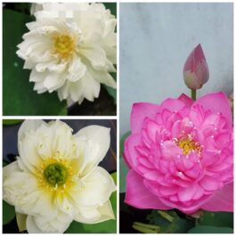 Ameri Peony, Peony Fairy and Thai Hu Love deeps Lotus Tuber Combo ( 3 tubers)
