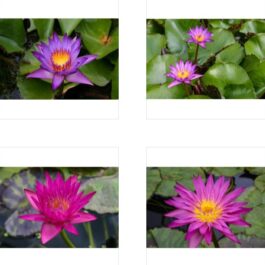 Nymphaea Miami Rose and Nymphaea Lindsey Wood waterlily Combo (2 plants)