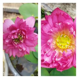 Exotic lotus Tuber combo (Nelumbo Nucifera Red Cammander, Nelumbo Nucifera Shai Thong)