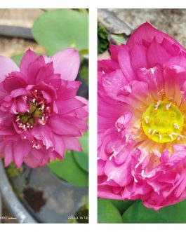 Exotic lotus Tuber combo (Nelumbo Nucifera Red Cammander, Nelumbo Nucifera Shai Thong)
