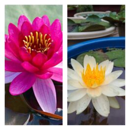 Perries Baby and Peach Glow Waterlily Combo (2 plants)