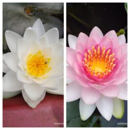 Siam Jasmine and Madam Wilfred Gonner Waterlily combo (2 plants)
