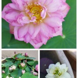 Bowl lotus combo (white puff,New star ,liangli) 3 Tubers