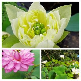 Lady Bingly, Yellow Peony, Foreigner Lotus Combo (3 Tubers)