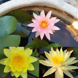 Chromptella, PinWaree, Colarado Water Lilly Combo (3 plants)