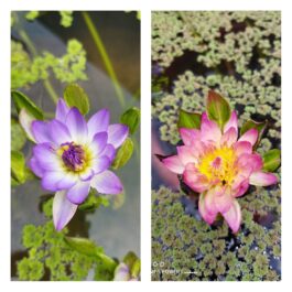 Nymphea Nangwank waterlilly tuber combo (orange and purple 2 plants)