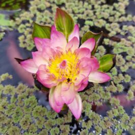 Nymphea Nangwank waterlilly tuber combo (orange and purple 2 plants)