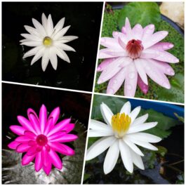 Night Bloomer Water lily Combo (Dark Pink, Light Pink, White) (3 Plants)