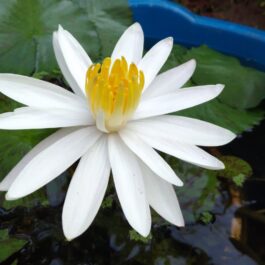Night Bloomer Water lily Combo (Dark Pink, Light Pink, White) (3 Plants)