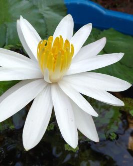 Night Bloomer Water lily Combo (Dark Pink, Light Pink, White) (3 Plants)