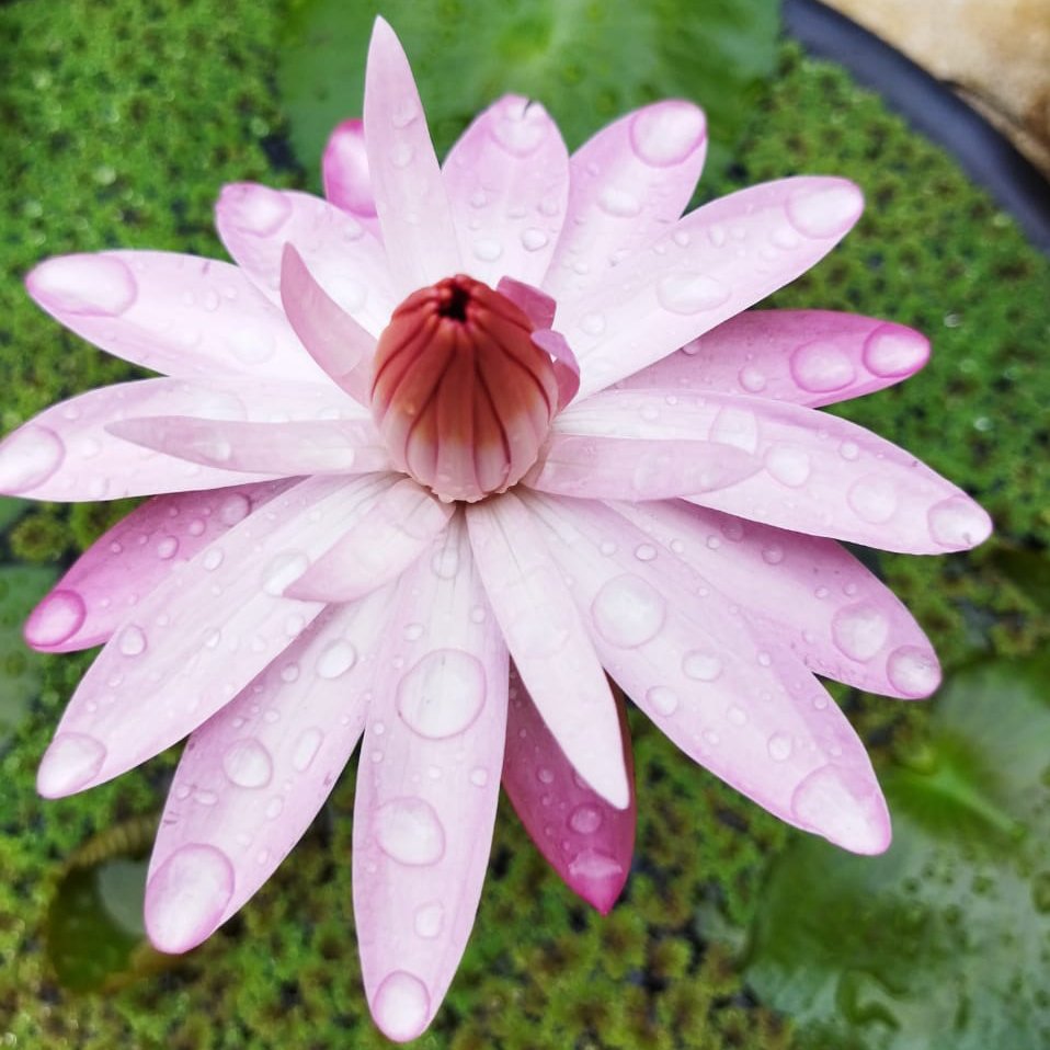 Night Bloomer Water lily Combo (Dark Pink, Light Pink, White) (3 Plants) - Image 4