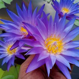 Nymphaea Blue Whistle water lilly