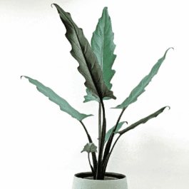Alocasia Lauterbachiana/ Purple Sword (Single plant)