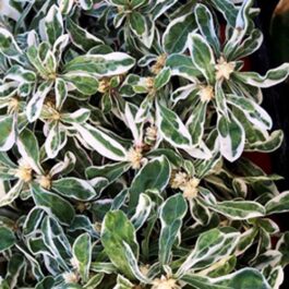 Alternanthera Snowball/ Alternanthera Ficoidea Snowball (1 clump)